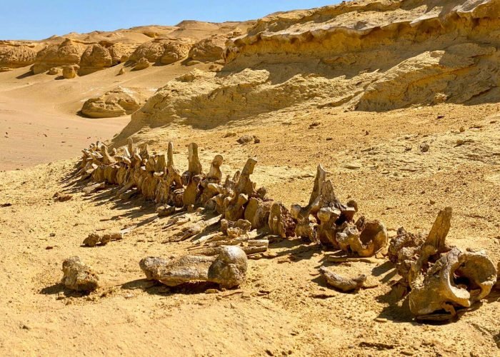 Uno De Los Restos De Ballenas En Wadi Hitan