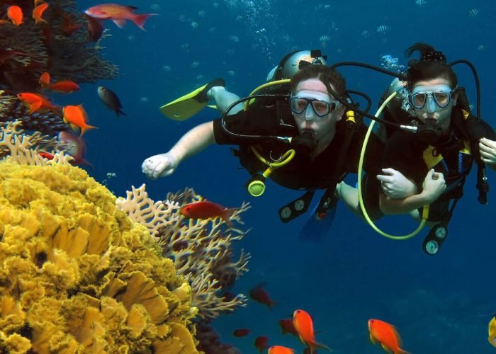Buceo Desde Sharm El Sheikh Ras Mohammed Nature Bark
