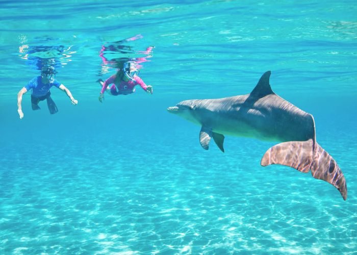Gran Foto De Dos Personas Con Un Delfin Debajo Del Agua