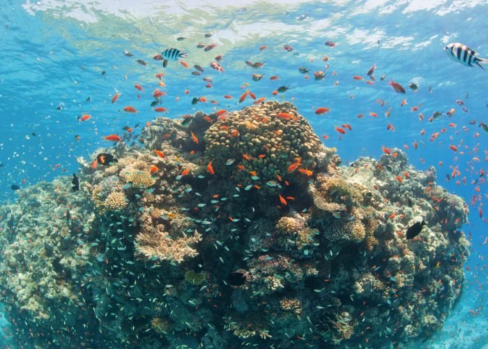 Impresionante Foto De Arrecifes De Coral En El Mar Rojo